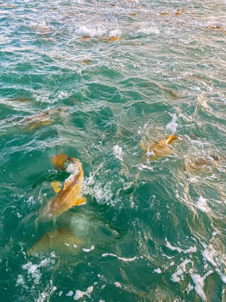 School of Redfish in the gulf